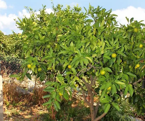 By The Sea Zavalatica, Korcula - 9285 * Zavalatica